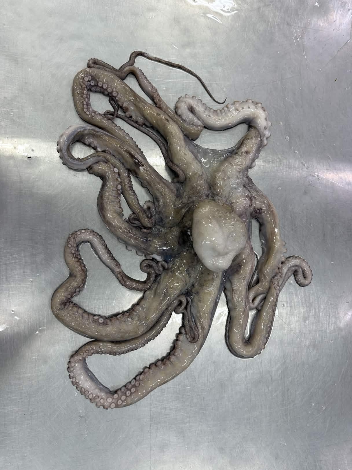 Giant Octopus view 2